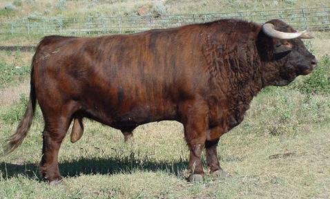 brindle AI bull ~ TBR Gandolf