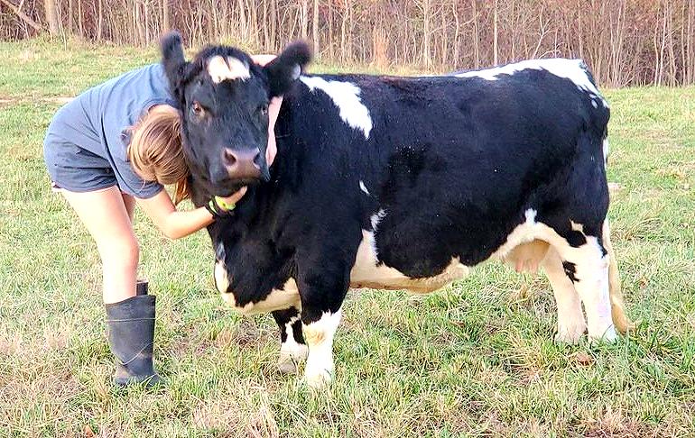 Annabelle, a reproduction composite miniature Holstein