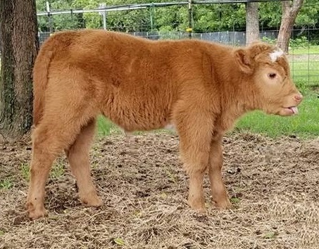 mini Beefalo