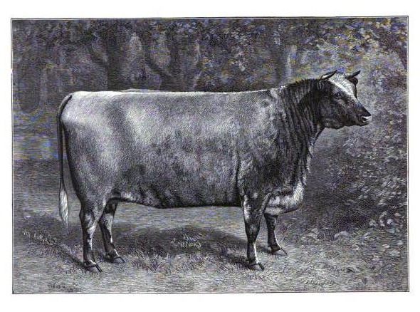 Cruikshank Golden Thistle, Heritage Shorthorn Society