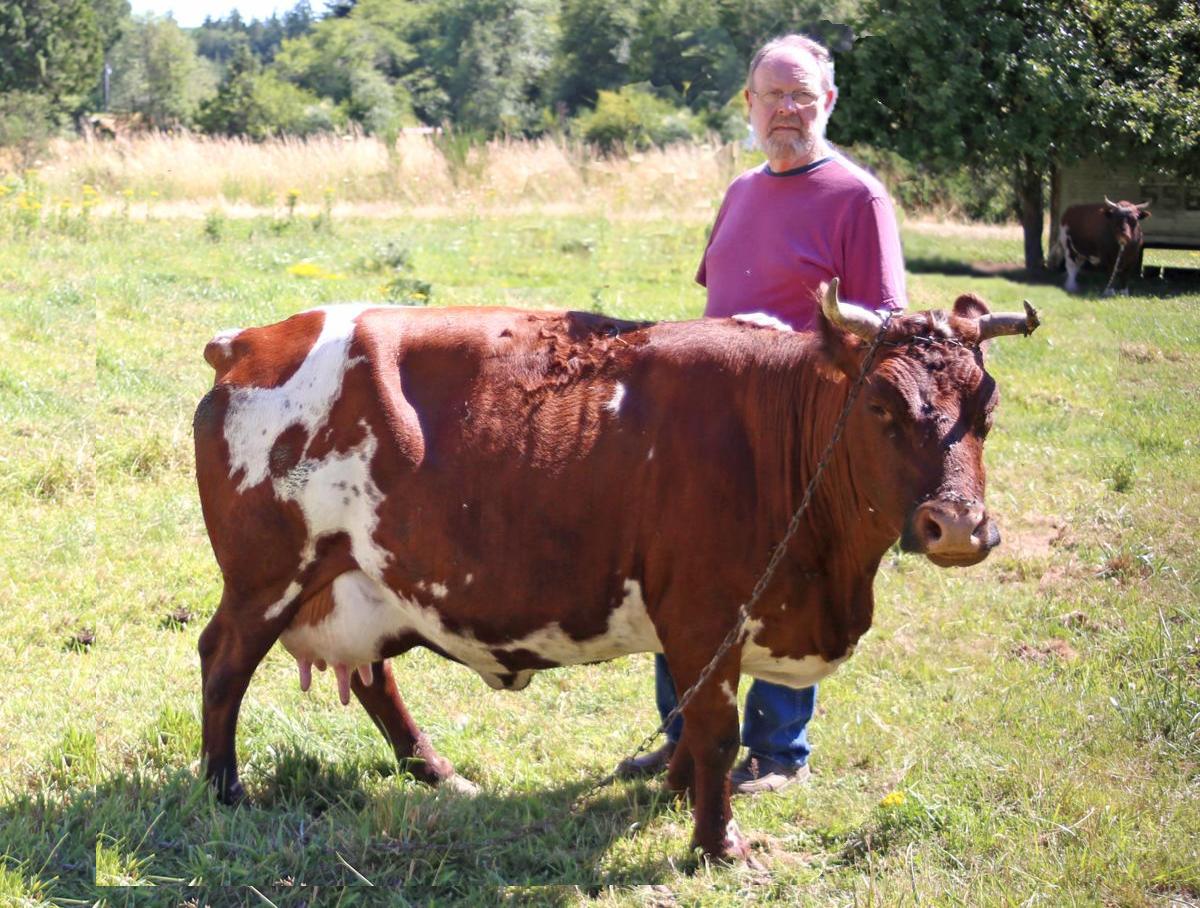 Dave Wilcoxen w/ miniature heirloom Durham Shorthorn, Alston Oregon