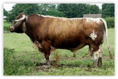 English Longhorn