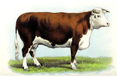 vintage Hereford - freevintageimages.co.uk