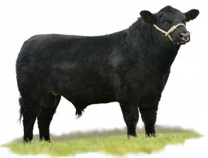 AAA fullblood Lowline