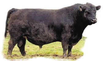 Pinebank heritage Angus