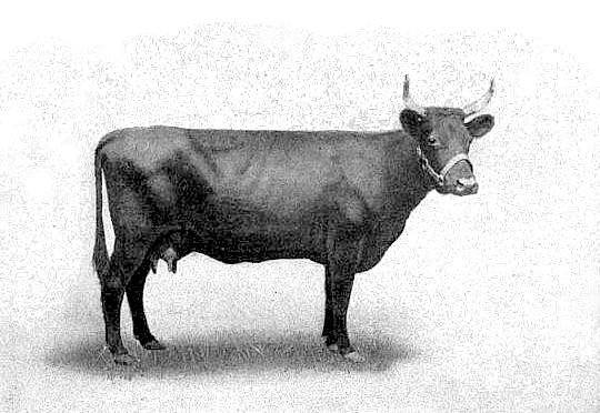 Irish Kerry vintage print