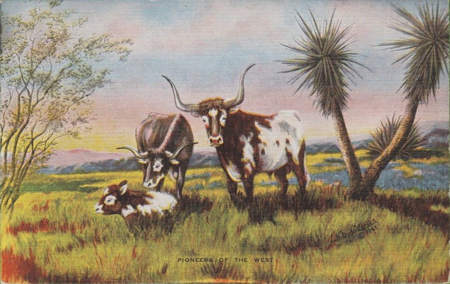old heritage Spanish Longhorns