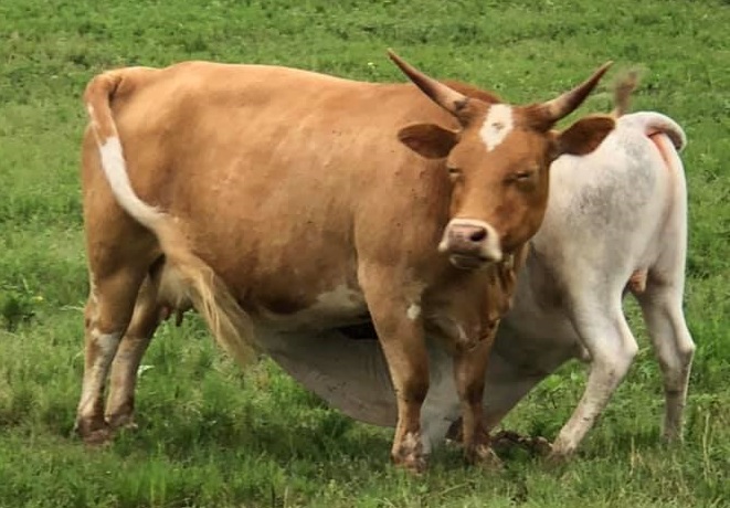 miniature Beefmaster or Meatmaster