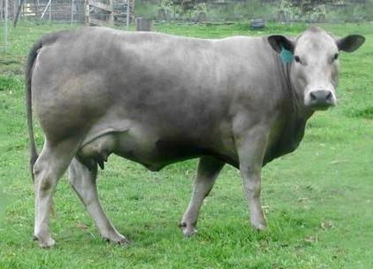 mini Murray or Square Meater