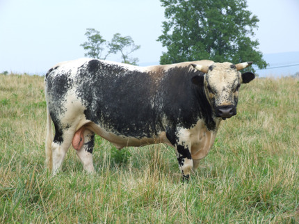 Lineback ~ photo credit: Jeannette Beranger